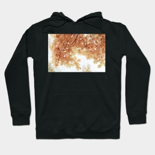 Soft light-brown maple leaves in autumn Hoodie